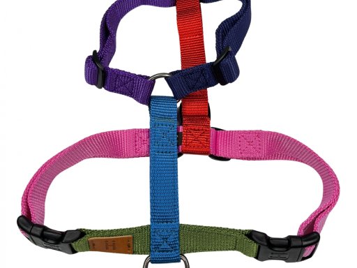 Nuova pettorina Northern Lights